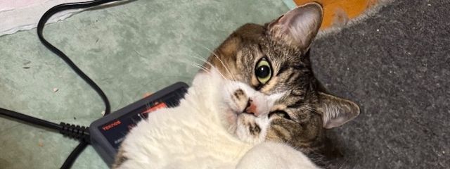 あいすばー🐱さんの壁紙画像