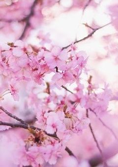 ある女の子重度のツンデレのようで