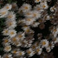 ♡⃛さんのアイコン画像