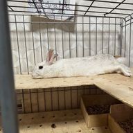 もっちりぶれっと(土日だけの投稿)さんのアイコン画像