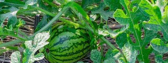 鮮やかなスイカさんの壁紙画像