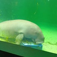 ゆづゆづ丸さんさんのアイコン画像