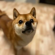 なごさんのアイコン画像