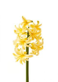 突然ですが短期採用をお願いします。