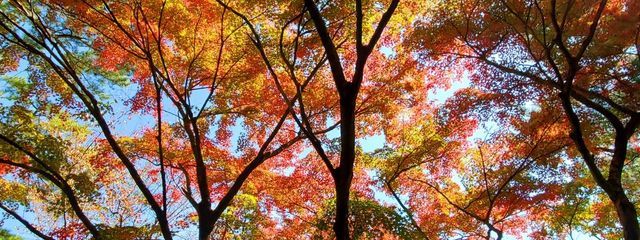 sausaさんの壁紙画像