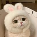 主