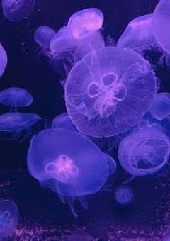 👾