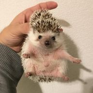 インソールさんのアイコン画像
