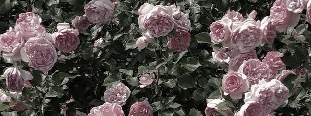 ㌧さんの壁紙画像