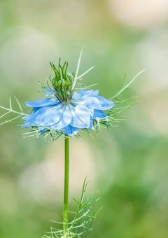 君を想う日々～2人に恋した私の交わる恋心～