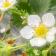 プチプチさんのアイコン画像