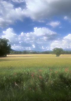 アンケート。