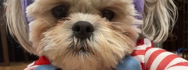 心禰さんの壁紙画像