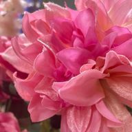 心禰さんのアイコン画像