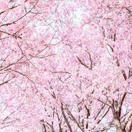 グミ🏆💜‪👑さんのアイコン画像