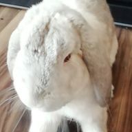 ふくさんのアイコン画像