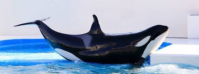 澪川 那月🌙🐬さんの壁紙画像