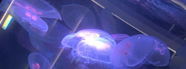 ねみ 低浮上 さんの壁紙画像