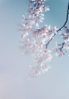 はるがなくなった年