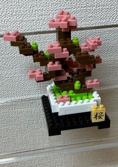 おバカさんが今日も行く