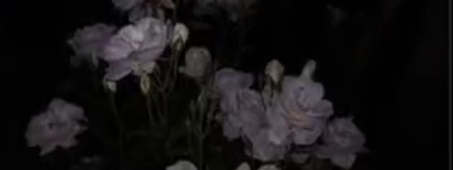 qc       （不定期更新🐢）さんの壁紙画像