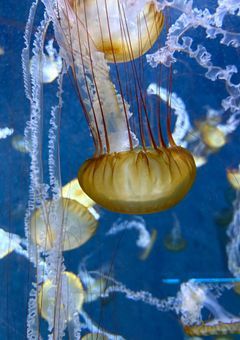 オタクがひたすら語るだけ