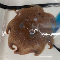 色鳥烏@大体お腹痛めてる鳥さんのアイコン画像