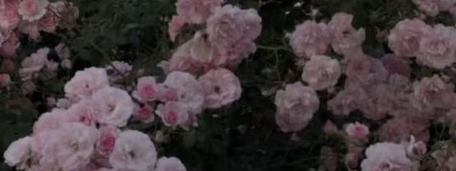 みるてゃさんの壁紙画像