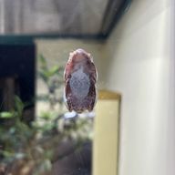 共同垢さんのアイコン画像