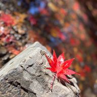 @Ren_0306#遊戯部員_連さんのアイコン画像