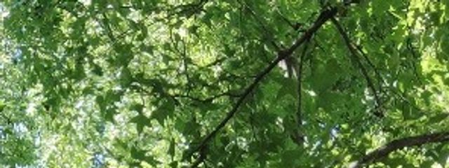 博奴零さんの壁紙画像