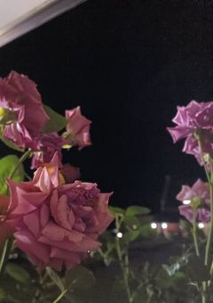 薔薇は昨日綺麗に散った。(by竜神)