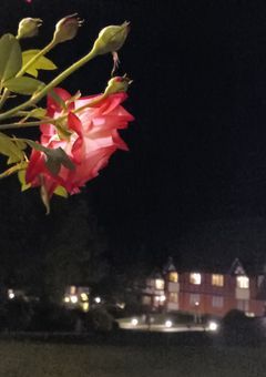 赫い華が咲く頃に、(⚡🖤)