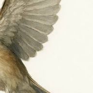 扇雀 すずめ。🪭🐥さんのアイコン画像