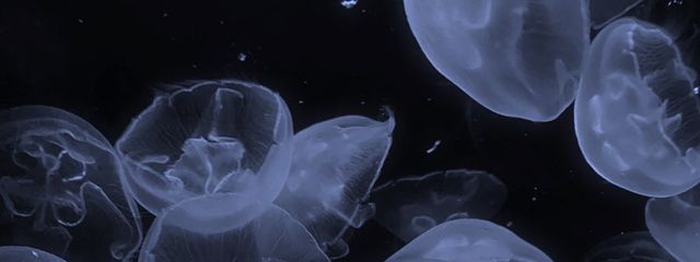 Reiさんの壁紙画像