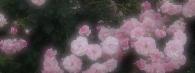 瑠璃🎶さんの壁紙画像