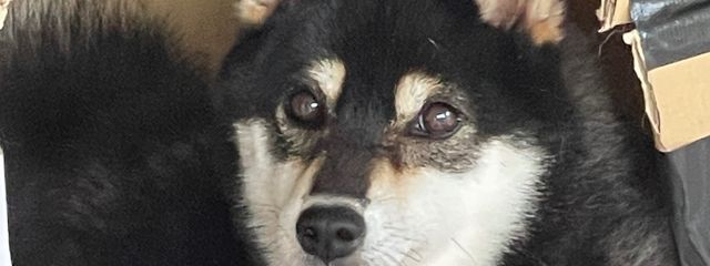 すえんさんの壁紙画像