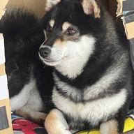 すえんさんのアイコン画像