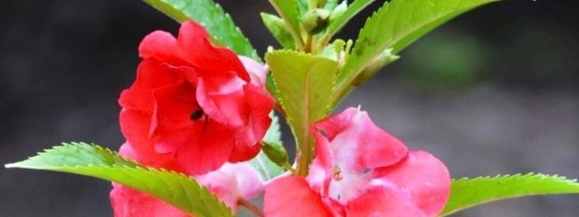 鳳仙花さんの壁紙画像