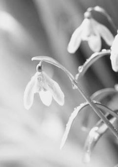 𝐒𝐧𝐨𝐰𝐝𝐫𝐞𝐚𝐦