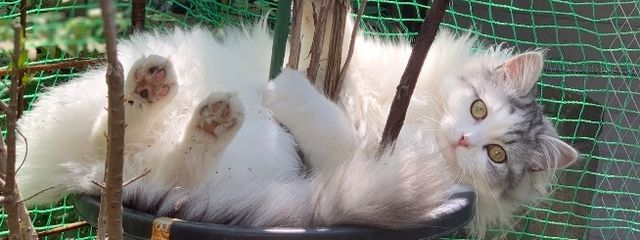 猫愛好家さんの壁紙画像