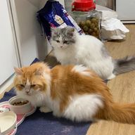 猫愛好家さんのアイコン画像