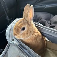 かりのんさんのアイコン画像