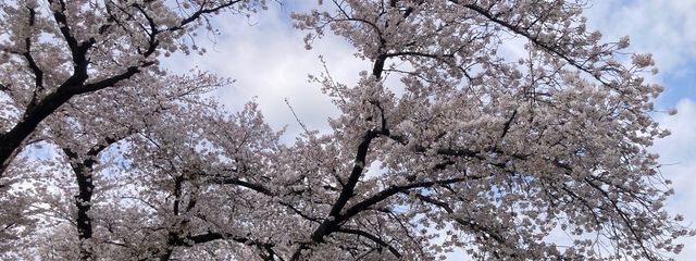 限界オタクのスマホ中毒人間さんの壁紙画像