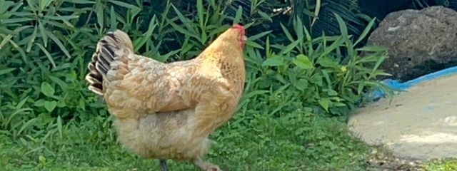 yummy🍴さんの壁紙画像