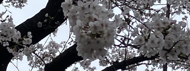 いっちーさんの壁紙画像
