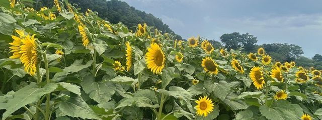 kさんの壁紙画像