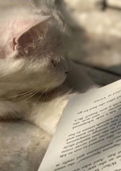 　✧　猫の気まぐれ小説コンテスト