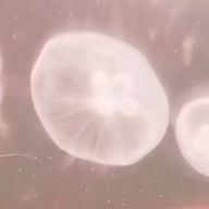 紅。さんのアイコン画像