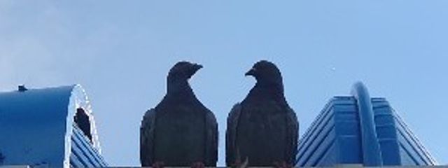 ともちさんの壁紙画像